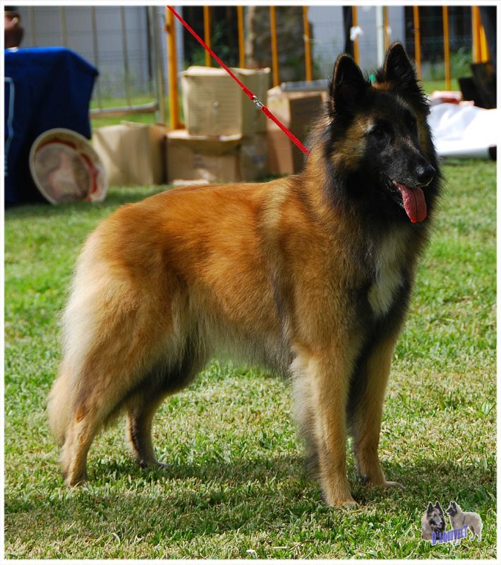 Mil Amores du bois du tot EXC1 Intermedia hembras CCPB MR BIS